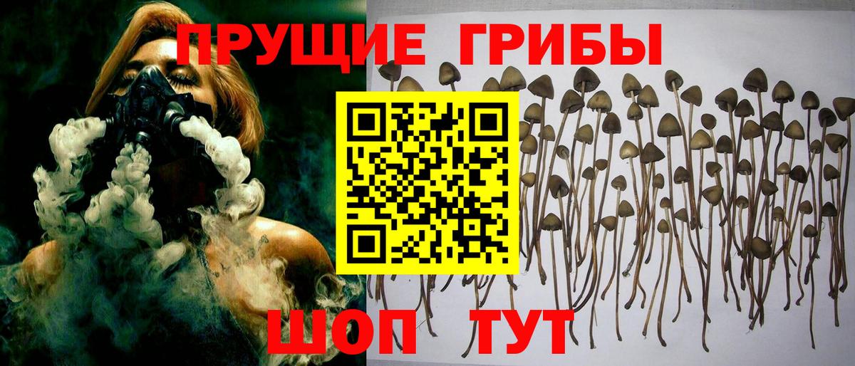 Сосновоборск  Псилоцибиновые грибы MAGIC MUSHROOMS  Вход с VPN  Псилоцибиновые грибы Cubensis 